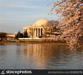 View of Jefferson Memorial framed by cherry blossoms in Washington DC at sunset