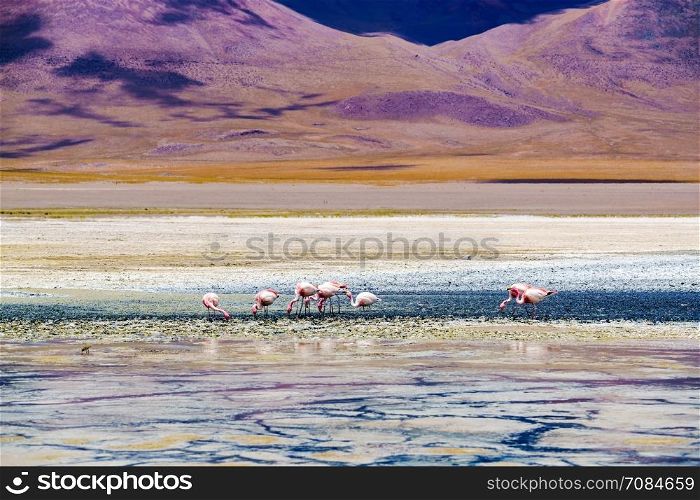 View of Laguna Verde and the Pink Flamings in The National Park of Bolivia