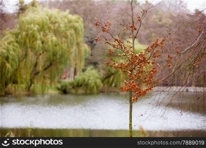 View of lake in autumn fall park with a weeping willow tree in in the background