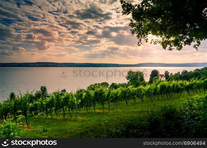 View of Lake Koblenz from the German . View of Lake Koblenz from the German side with vine plants in the foreground