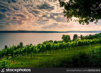 View of Lake Koblenz from the German . View of Lake Koblenz from the German side with vine plants in the foreground