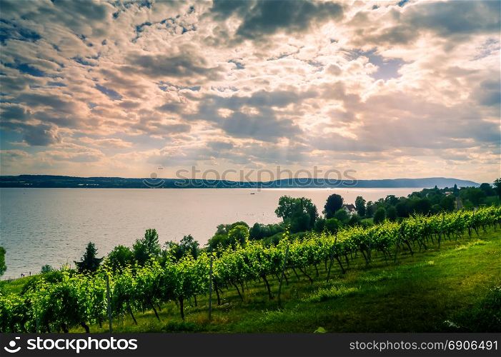 View of Lake Koblenz from the German. View of Lake Koblenz from the German side with vine plants in the foreground