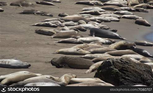 View of large colony of Elephant seals near San Simeon California