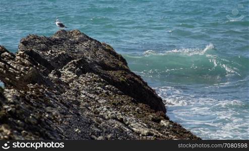 View of lone seagull on the rocks near Spoonera??s Cove Beach