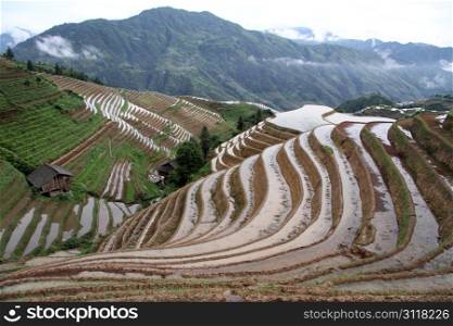 View of Longsheng Rice Terraces