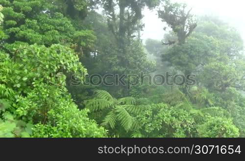 View of Monteverde National Park in Costa Rica, Central America. Nature, wilderness, natural landscape, jungle, rainforest, cloud forest, trees canopy, aerial view from sky tram