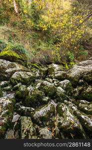 View of moss-grown rocks
