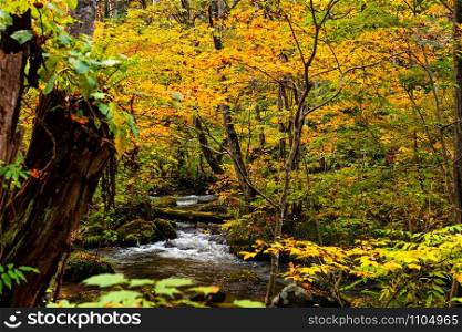 View of Oirase Mountain Stream flow in the colorful foliage forest in autumn season at Oirase Stream Valley in Towada Hachimantai National Park, Aomori Prefecture, Japan.