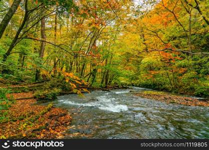 View of Oirase Mountain Stream flow passing the colorful foliage forest of autumn season at Oirase Valley in Towada Hachimantai National Park, Aomori Prefecture, Japan.