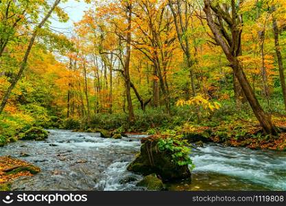 View of Oirase Mountain Stream flow rapidly passing green mossy rocks in the colorful foliage of autumn season forest at Oirase Valley in Towada Hachimantai National Park, Aomori Prefecture, Japan.