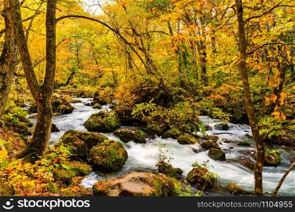 View of Oirase Mountain Stream flow rapidly through the colorful foliage of autumn forest at Oirase Gorge in Towada Hachimantai National Park, Aomori Prefecture, Japan