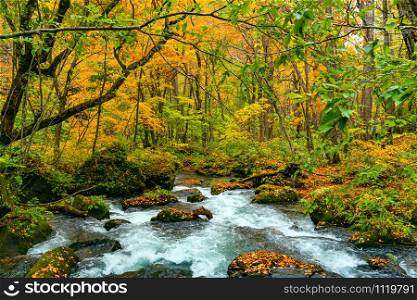 View of Oirase River flow passing green mossy rocks covered with falling leaves in colorful foliage of autumn season forest at Oirase Gorge in Towada Hachimantai National Park, Aomori Prefecture, Japan.