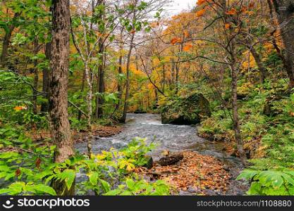 View of Oirase River flow passing rocks in the colorful foliage of autumn forest at Oirase Valley in Towada Hachimantai National Park, Aomori Prefecture, Japan.