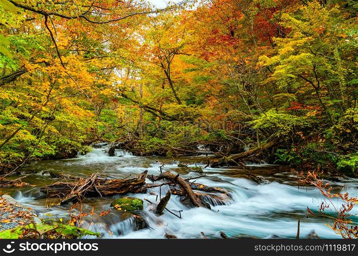 View of Oirase River flow through the forest of colorful autumn foliage and green mossy rocks at Oirase Gorge in Towada Hachimantai National Park, Aomori Prefecture, Japan.