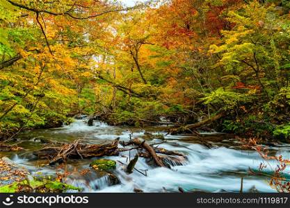 View of Oirase River flow through the forest of colorful autumn foliage and green mossy rocks at Oirase Gorge in Towada Hachimantai National Park, Aomori Prefecture, Japan.