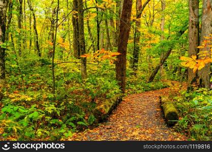 View of Oirase Stream Walking Trail in colorful foliage of autumn season forest at Oirase Gorge in Towada Hachimantai National Park, Aomori Prefecture, Japan.