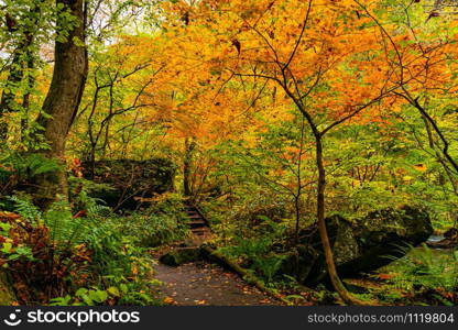View of Oirase Stream Walking Trail in the colorful foliage of autumn season forest at Oirase Valley in Towada Hachimantai National Park, Aomori Prefecture, Japan.