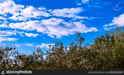 View of olive trees under a magnificent blue sky