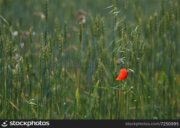 View of one red poppy flower on background of cereal field; Red poppy flower on a green grass.  Meadow with flowers. Wild flowers. Nature flower.
