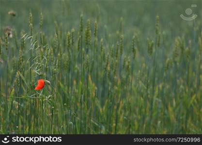 View of one red poppy flower on background of cereal field  Red poppy flower on a green grass.  Meadow with flowers. Wild flowers. Nature flower.