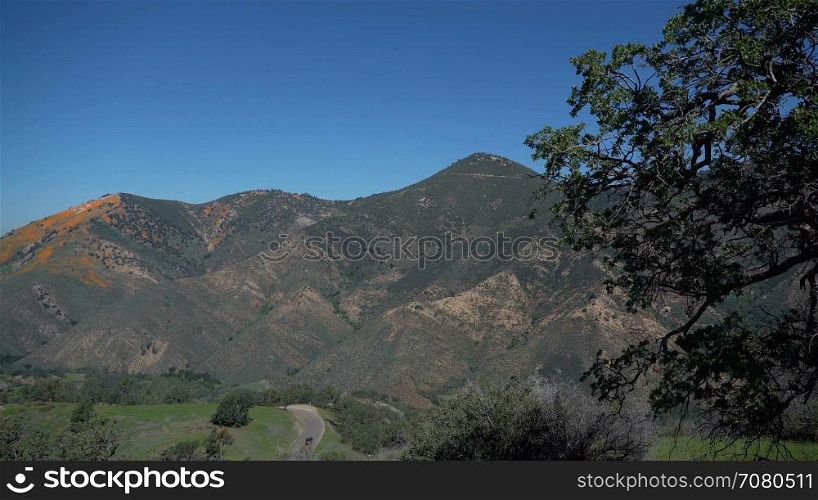 View of orange California poppies on a mountainside