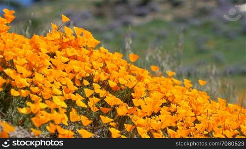 View of orange California poppies with Royal Lupine in the background
