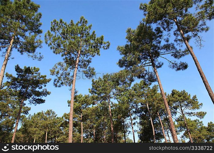 View of pine forest with blue sky