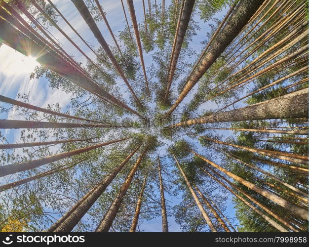 view of pine trees from below . view of pine trees from below