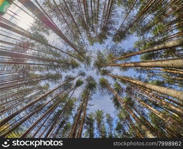 view of pine trees from below . view of pine trees from below
