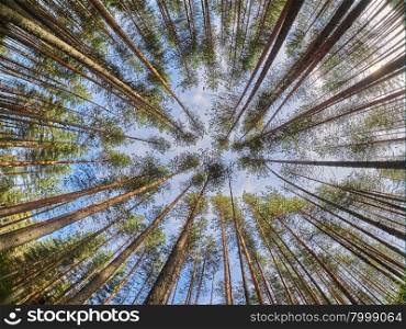 view of pine trees from below . view of pine trees from below