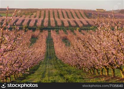 View of pink peach trees in bloom. White and pink delicate flowers. Pink and fresh tones on a natural background. Aitona. Landscape. Close up