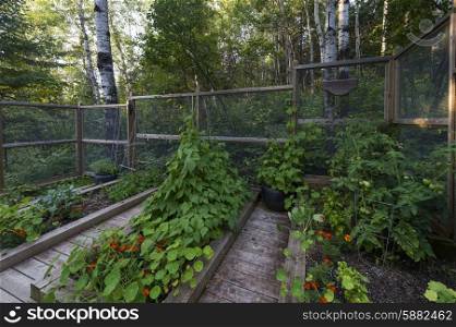 View of planters on a deck, Lake of the Woods, Ontario, Canada