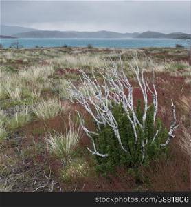 View of plants with lake in the background, W-Trek, Torres del Paine National Park, Patagonia, Chile