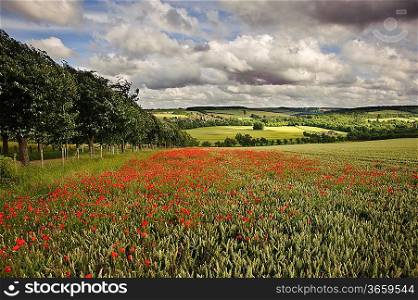 View of poppies in wheat field in English countryside landscape