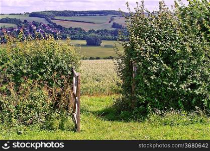 View of poppies in wheat field in English countryside landscape through wooden gate and hedge