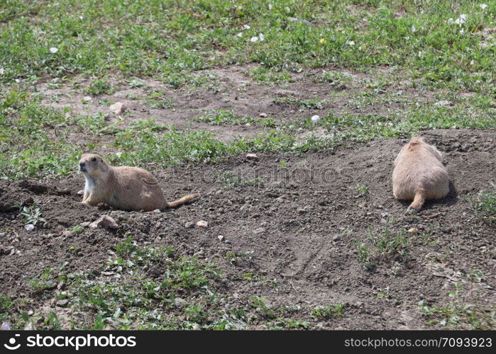 View of Prarie Dogs in Badlands national park in South Dakota