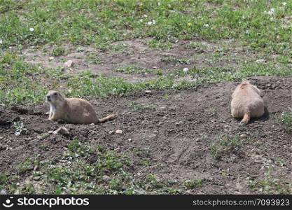 View of Prarie Dogs in Badlands national park in South Dakota