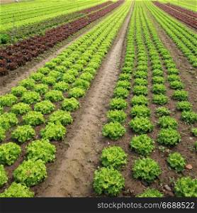 View of rows of green and red lettuces.