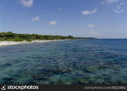 View of sea with trees in background at coast, Utila, Bay Islands, Honduras