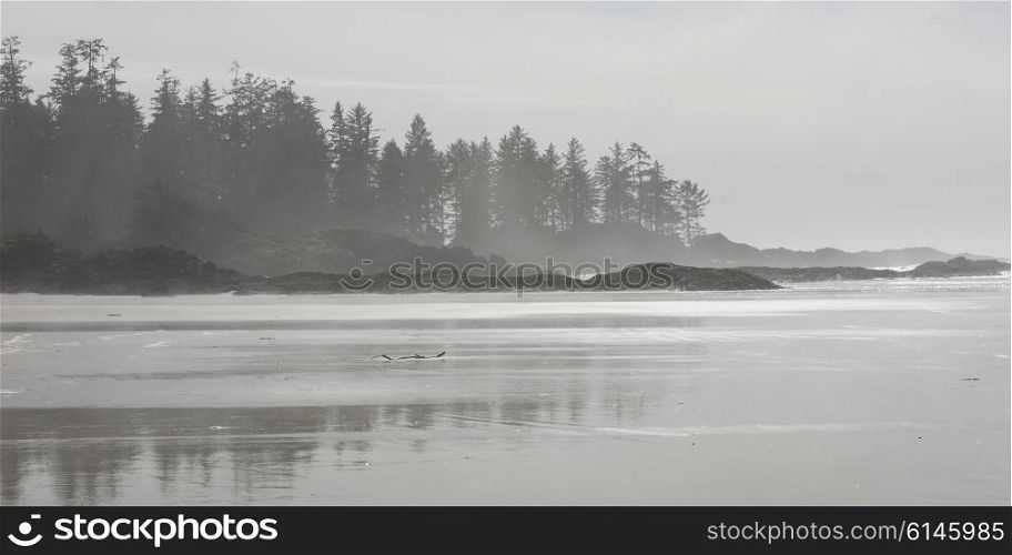 View of shoreline, Pacific Rim National Park Reserve, Tofino, Vancouver Island, British Columbia, Canada