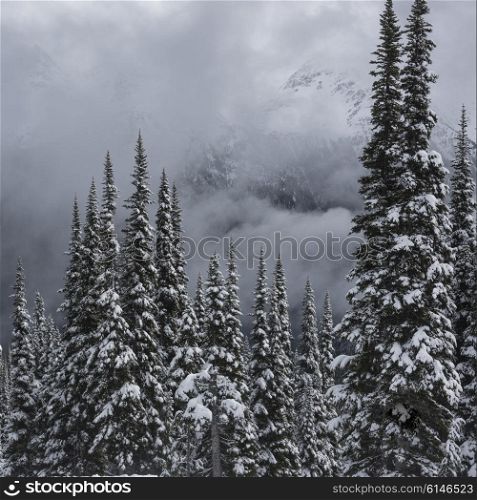 View of snow covered trees in winter, Whistler Mountain, British Columbia, Canada