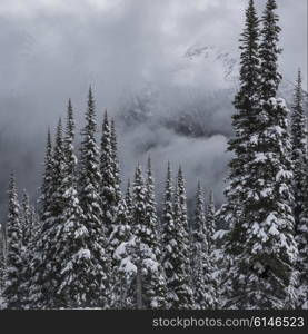 View of snow covered trees in winter, Whistler Mountain, British Columbia, Canada