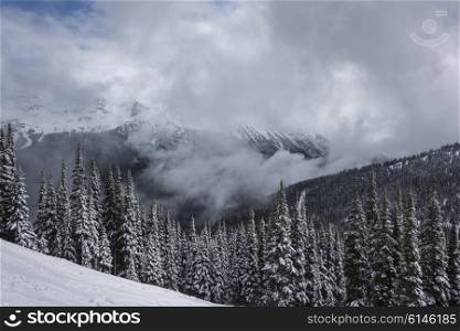 View of snow covered trees with mountains in winter, Whistler Mountain, British Columbia, Canada