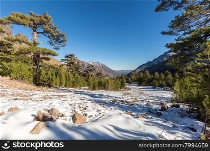 View of snow, mountains and pine trees with deep blue sky from Haut Asco in Corsica