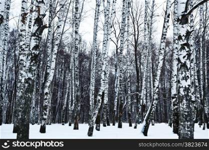 view of snowy birch forest in cold winter day