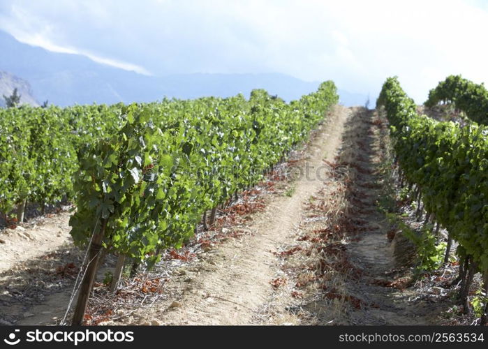 View Of South African Vineyard