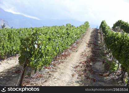 View Of South African Vineyard
