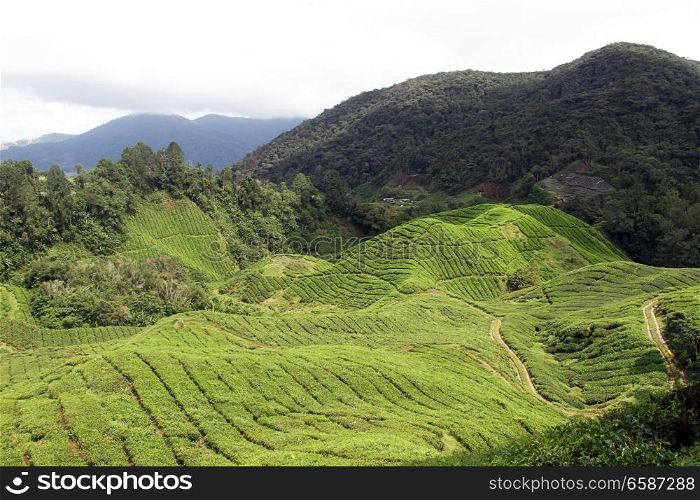 View of tea plantation in Cameron Highlands in Malaysia