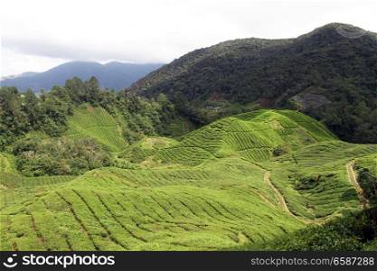 View of tea plantation in Cameron Highlands in Malaysia