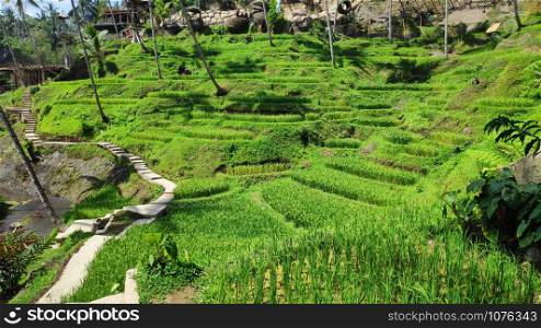 View of Tegallalang Rice Terrace in Bali, Indonesia